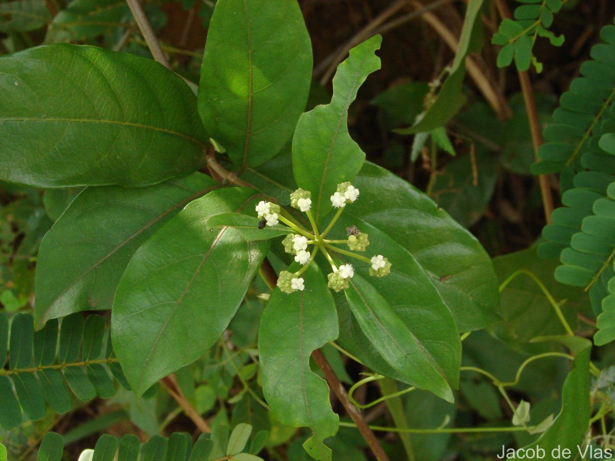 Gynochthodes umbellata (L.) Razafim. & B.Bremer